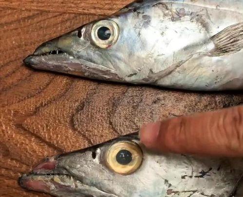 进口鱼吃国产鱼视频下载,视频揭示惊人真相下载